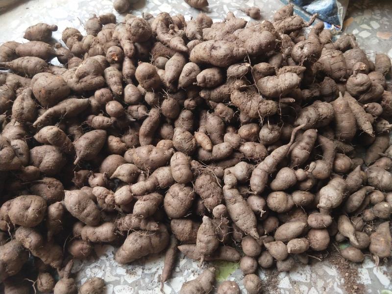 三叶青新鲜统货
