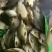 精品黄金鲫鱼，塘口一手货源，产地直销，可配送