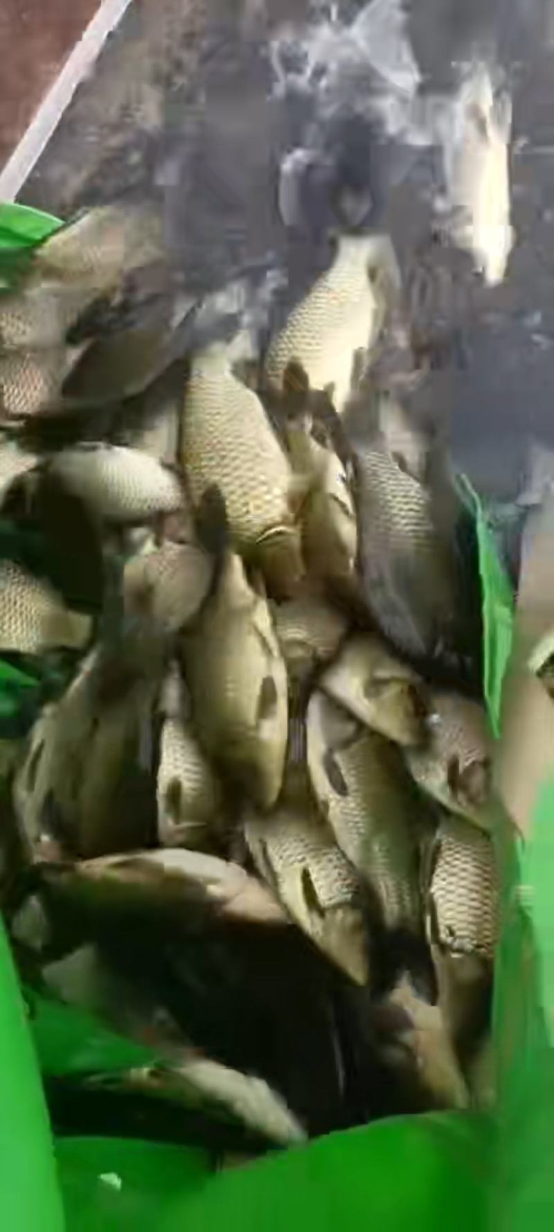 精品黄金鲫鱼，塘口一手货源，产地直销，可配送