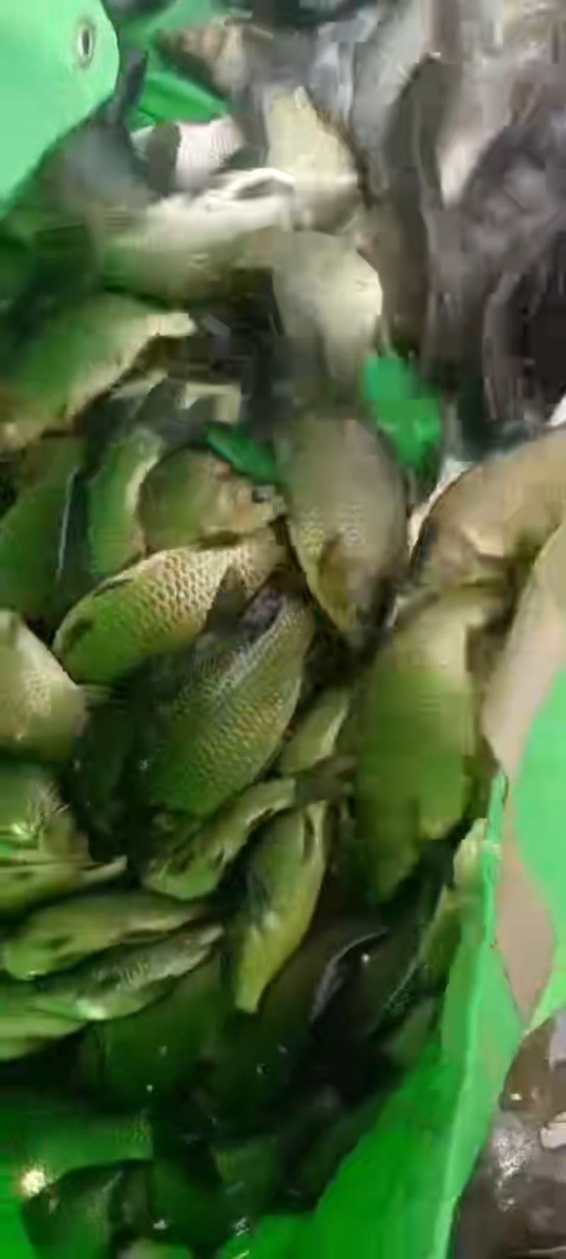 精品黄金鲫鱼，塘口一手货源，产地直销，可配送