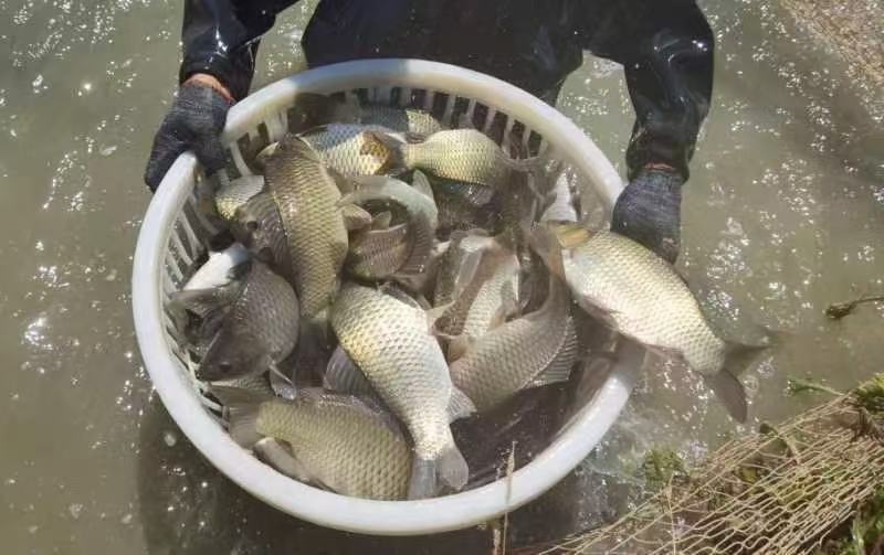 精品黄金鲫鱼，塘口一手货源，产地直销，可配送