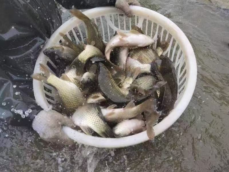 精品黄金鲫鱼，塘口一手货源，产地直销，可配送
