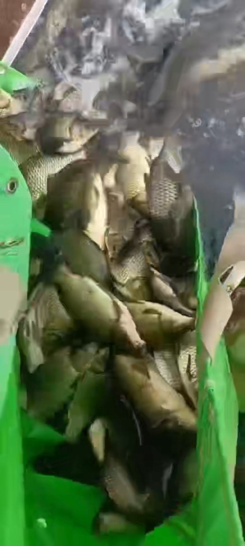 精品黄金鲫鱼，塘口一手货源，产地直销，可配送