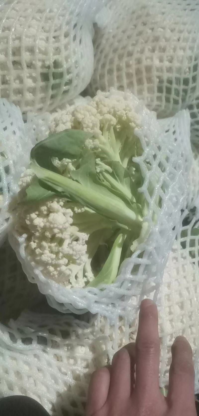 精品白面青梗有机松花菜单棵重量大约1.5~2.5斤