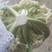 精品白面青梗有机松花菜单棵重量大约1.5~2.5斤