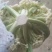 精品白面青梗有机松花菜单棵重量大约1.5~2.5斤