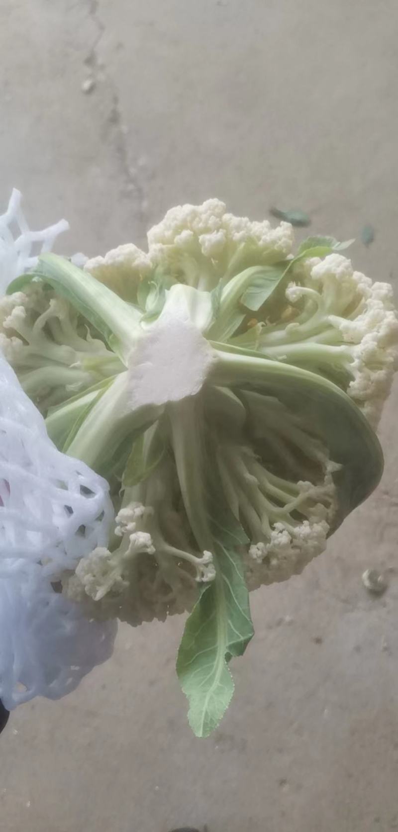 精品白面青梗有机松花菜单棵重量大约1.5~2.5斤