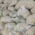 精品白面青梗有机松花菜单棵重量大约1.5~2.5斤