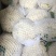精品白面青梗有机松花菜单棵重量大约1.5~2.5斤