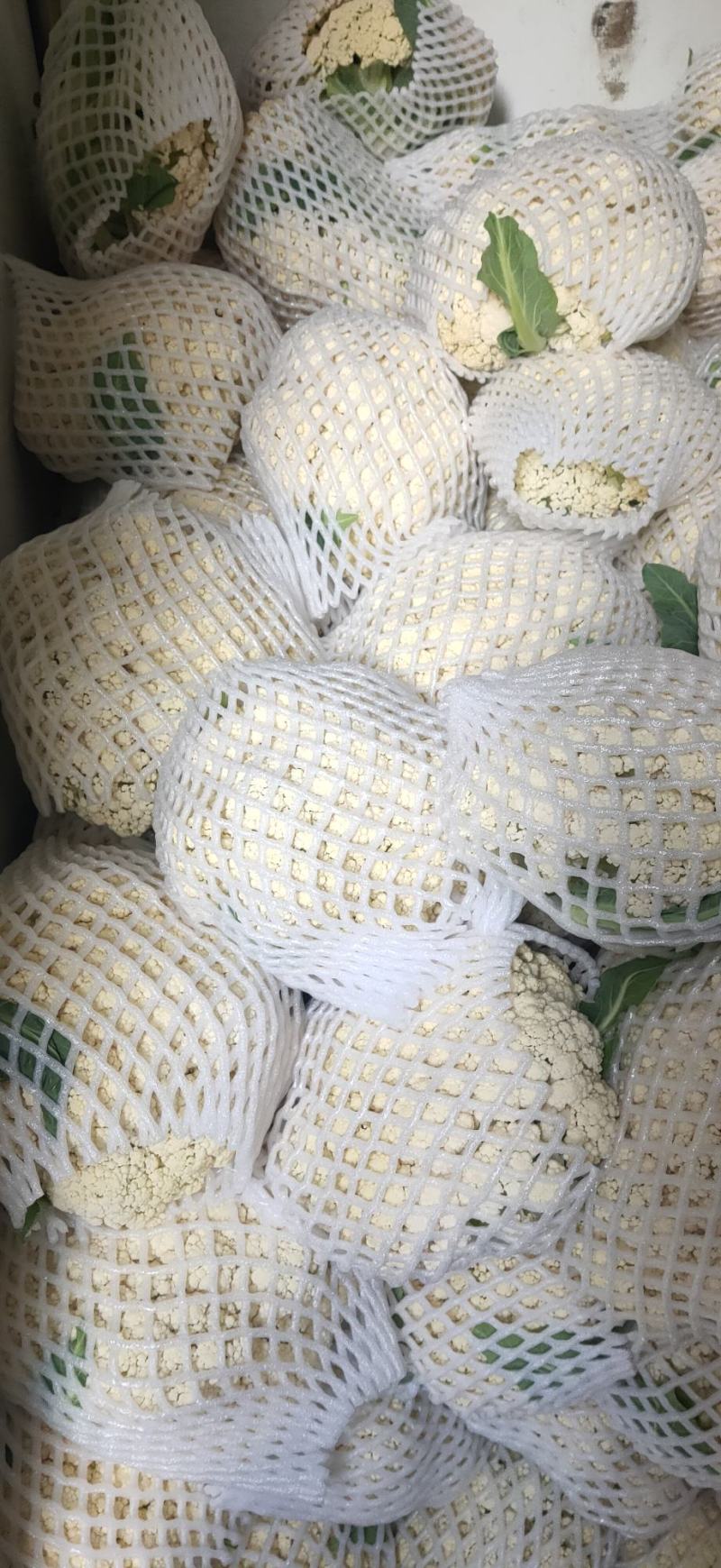 精品白面青梗有机松花菜单棵重量大约1.5~2.5斤