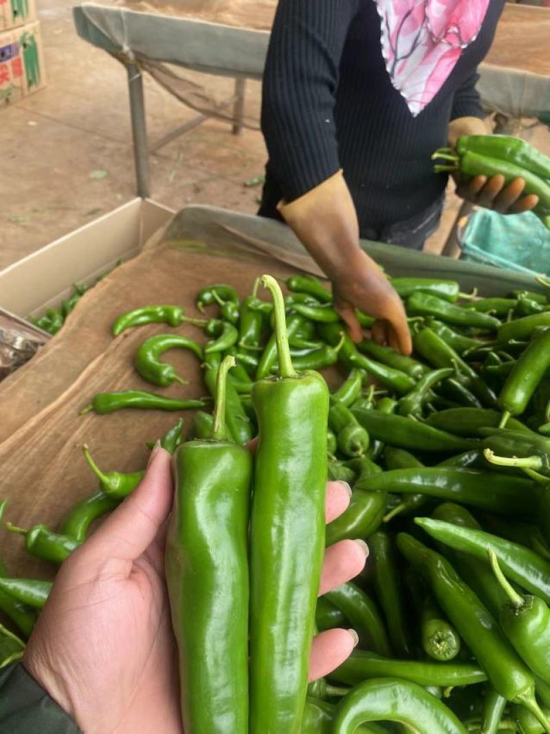 【大卖】青皮尖椒大量上市了价格美丽货源充足品质保证