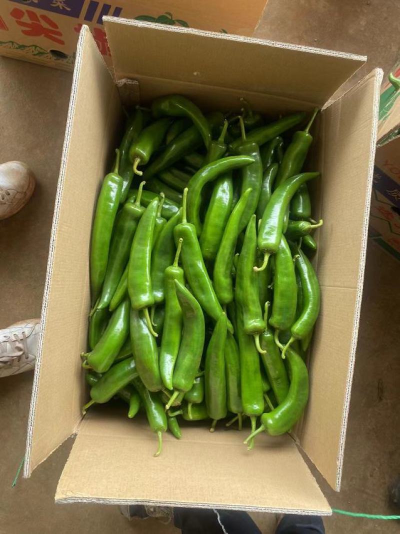 【大卖】青皮尖椒大量上市了价格美丽货源充足品质保证