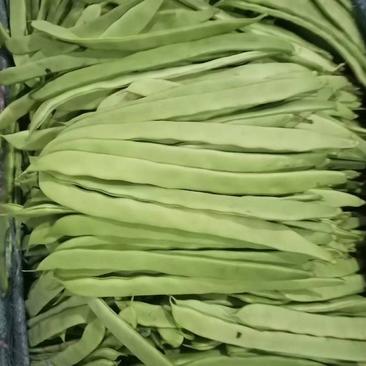扁青芸豆，长期大量供应批发走市场品质保证价格优惠