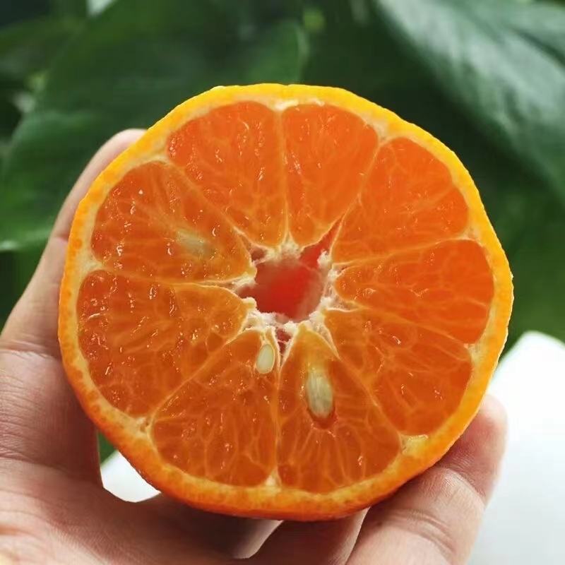 湖北椪柑《芦柑》大量上市，口感好汁多化渣价格便宜发全国