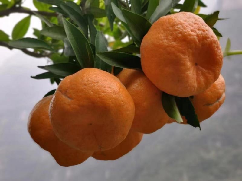 湖北椪柑《芦柑》大量上市，口感好汁多化渣价格便宜发全国