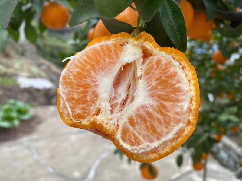 湖北椪柑《芦柑》大量上市，口感好汁多化渣价格便宜发全国