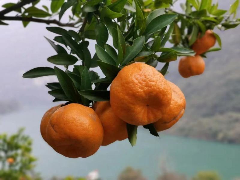 湖北椪柑《芦柑》大量上市，口感好汁多化渣价格便宜发全国