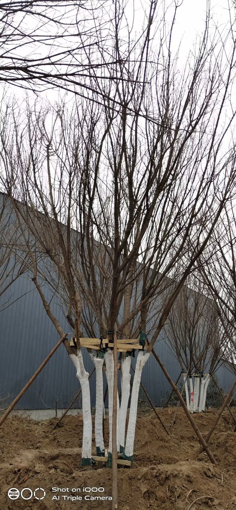 造型树丛生五角枫，