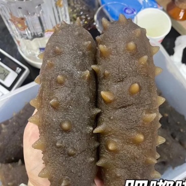青参拉缸盐5-20头大量出货！