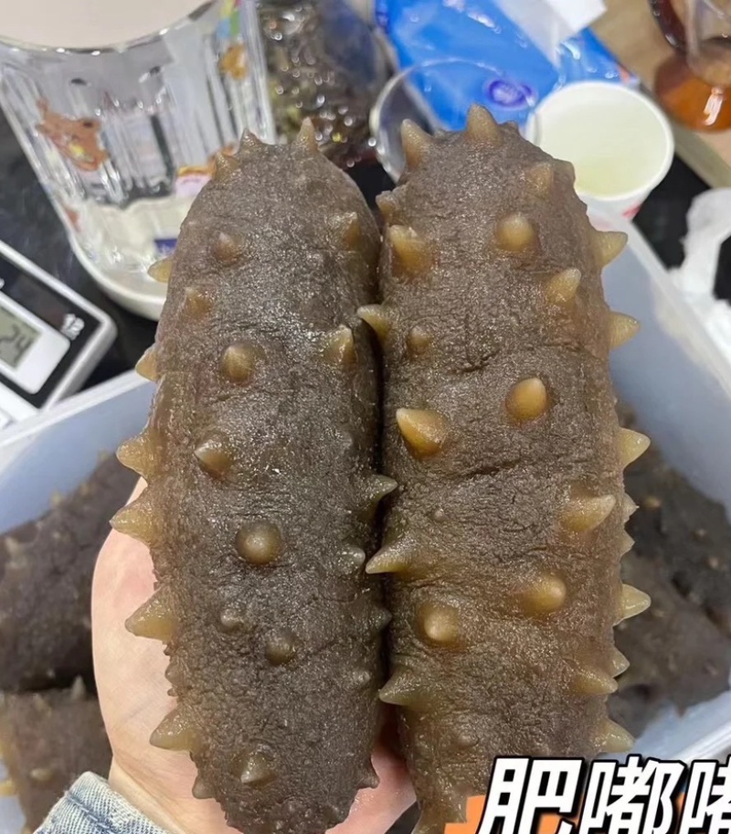 青参拉缸盐5-20头大量出货！