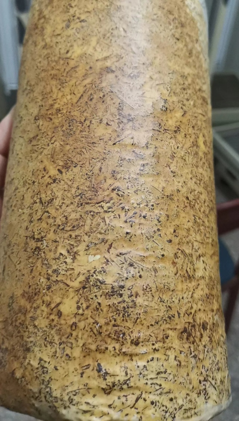 桑黄菌棒，菌包定制加工，原产地，一手货源，预订随时下单，