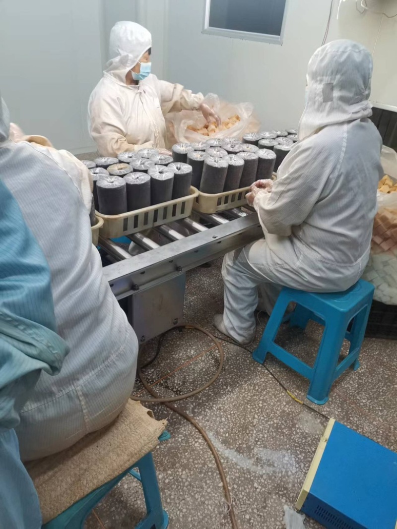 桑黄菌棒，菌包定制加工，原产地，一手货源，预订随时下单，