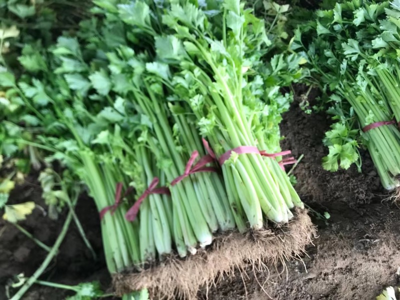 自己家种的西芹，欢迎客户，量大价可谈