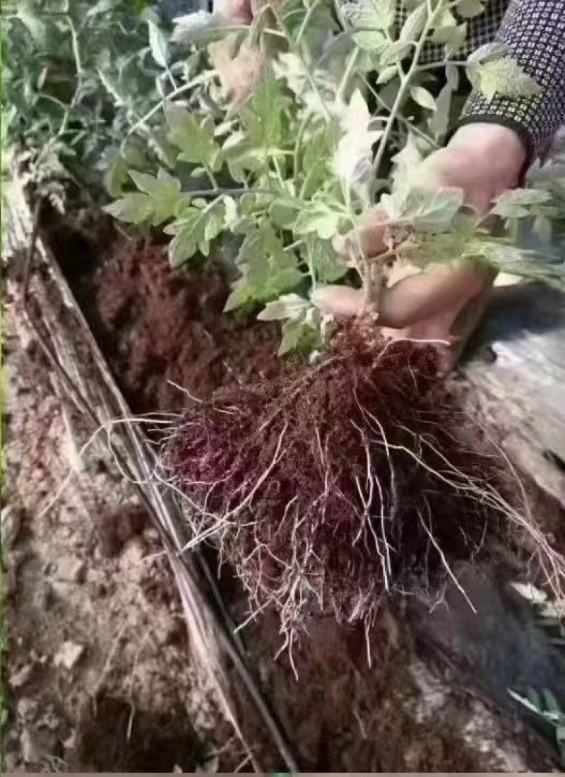 强生根含氨基酸水溶肥
