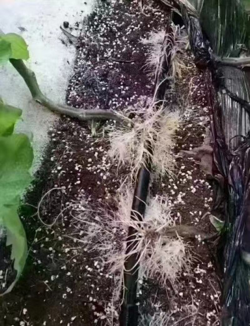 强生根含氨基酸水溶肥