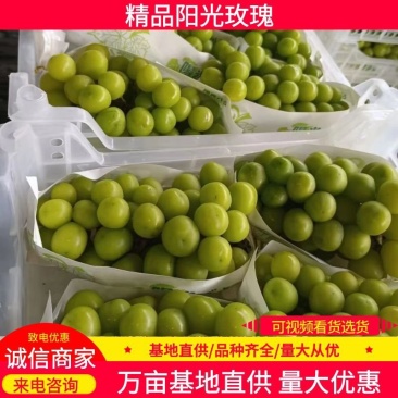 河北阳光玫瑰品质保证诚信经营欢迎联系接商超市场电商