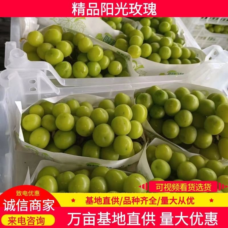 河北阳光玫瑰品质保证诚信经营欢迎联系接商超市场电商