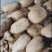 精品白莲藕37/35品种齐全一手货源质好价优