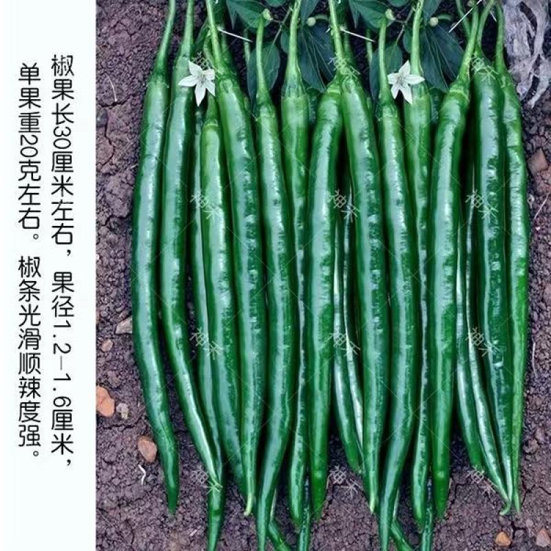 中农福得黑美丽一号辣椒种子深绿长线椒种子顺直抗病薄皮辣味