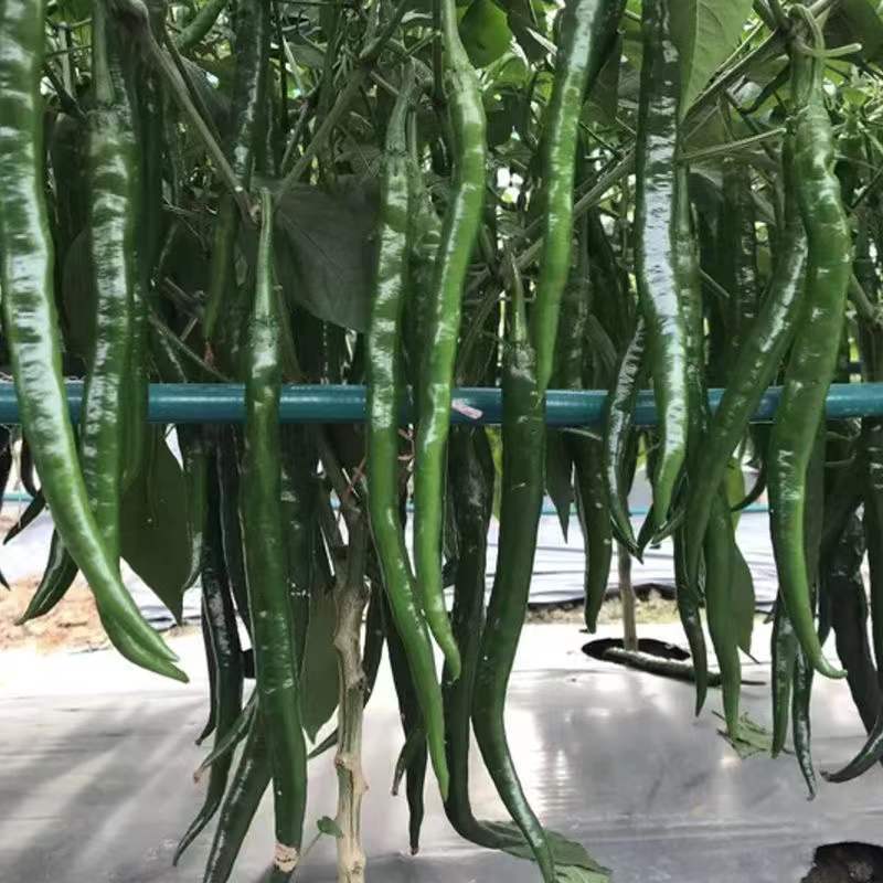 中农福得黑美丽一号辣椒种子深绿长线椒种子顺直抗病薄皮辣味