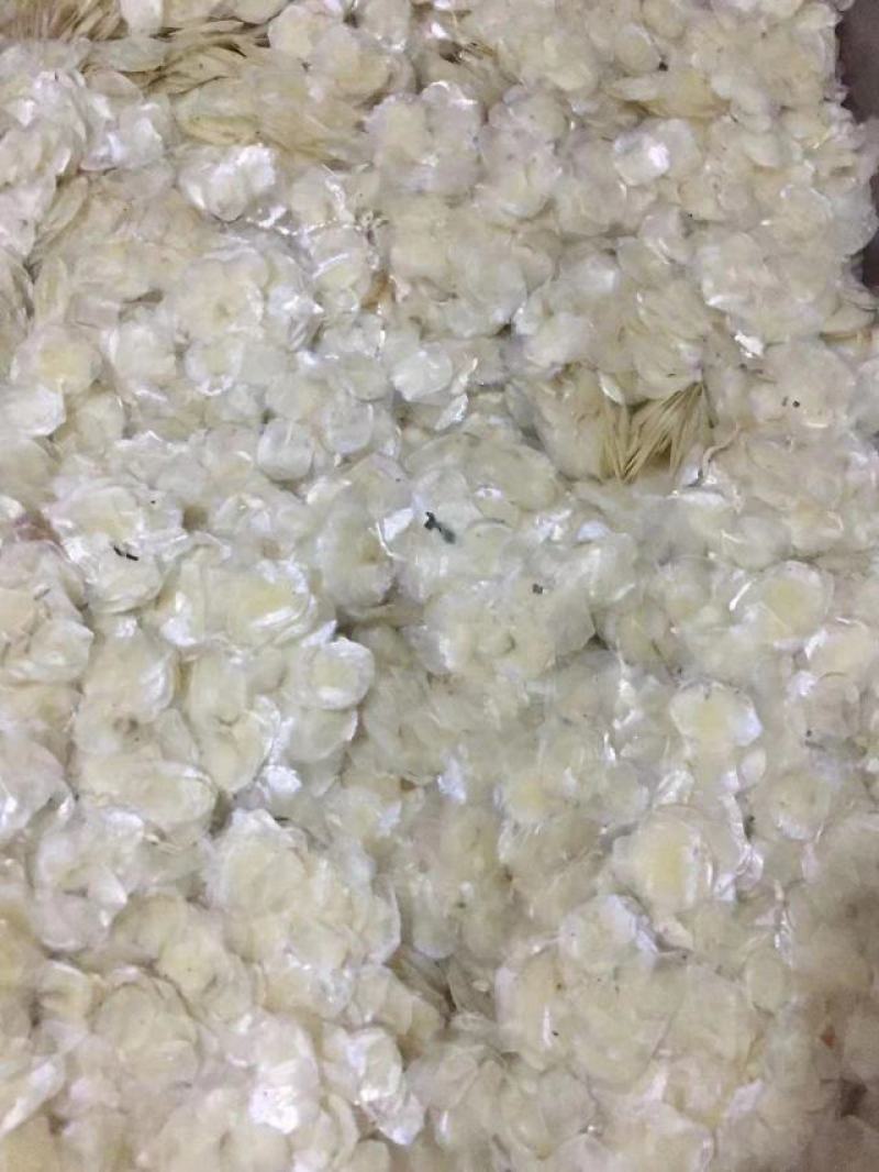 纯干鱼鳞