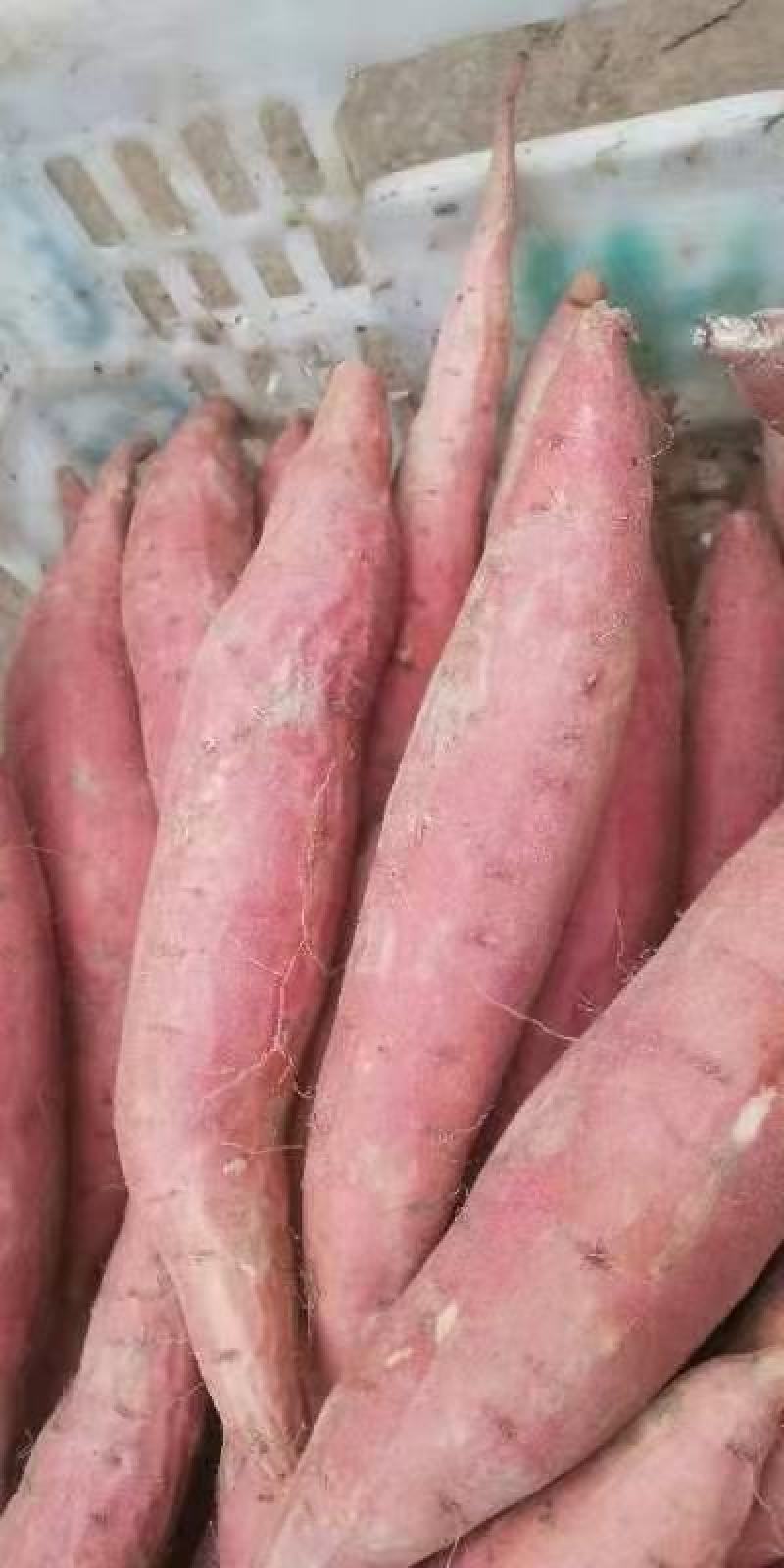 【推荐】烟薯25西瓜红紫薯基地一手货源保质保量全国发
