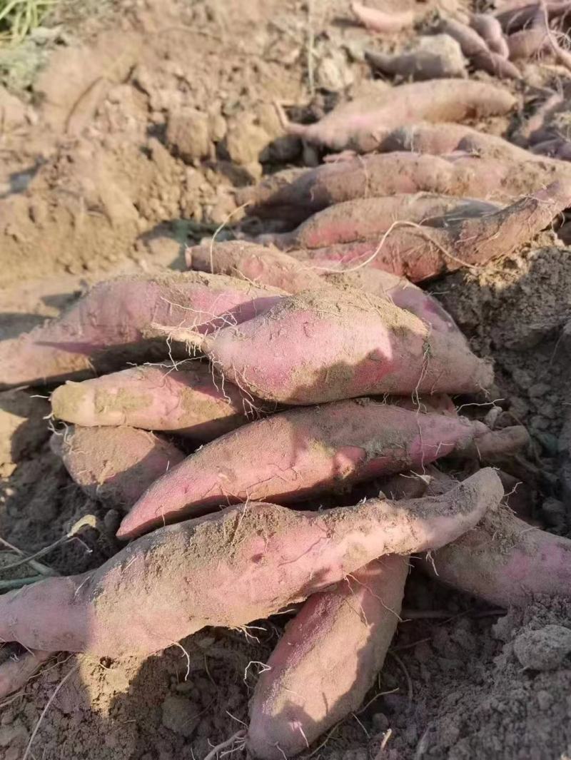 【推荐】烟薯25西瓜红紫薯基地一手货源保质保量全国发