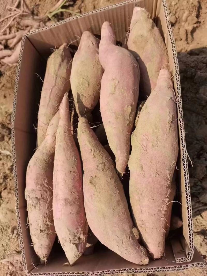 【推荐】烟薯25西瓜红紫薯基地一手货源保质保量全国发
