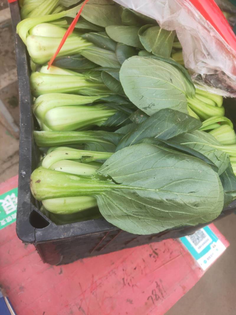 代购代销各种疏菜瓜果，需要的老板联系