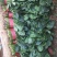 代购代销各种疏菜瓜果，需要的老板联系