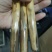 桑黄菌棒，菌包定制加工，原产地，一手货源，预订随时下单，
