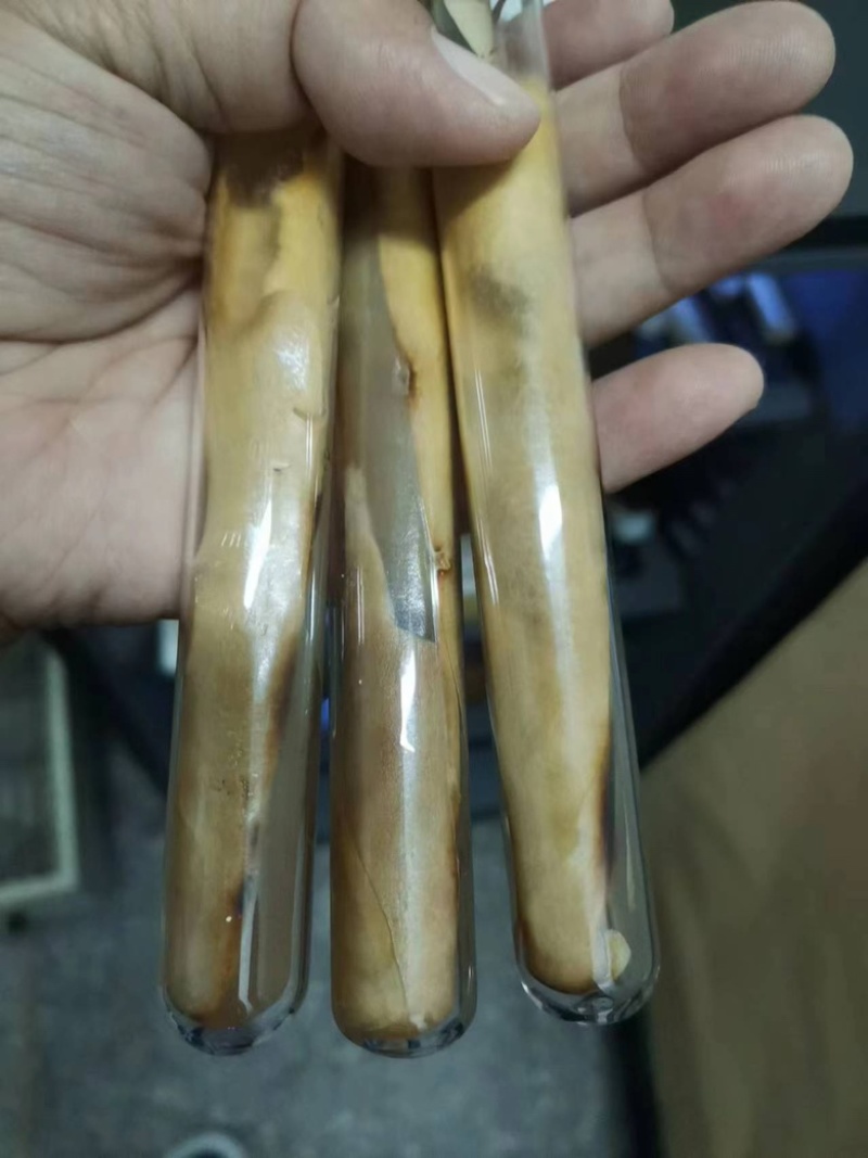桑黄菌棒，菌包定制加工，原产地，一手货源，预订随时下单，