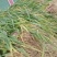 陕西汉中洋县蒜苗大量上质量有保障有需要的朋友请和我联系