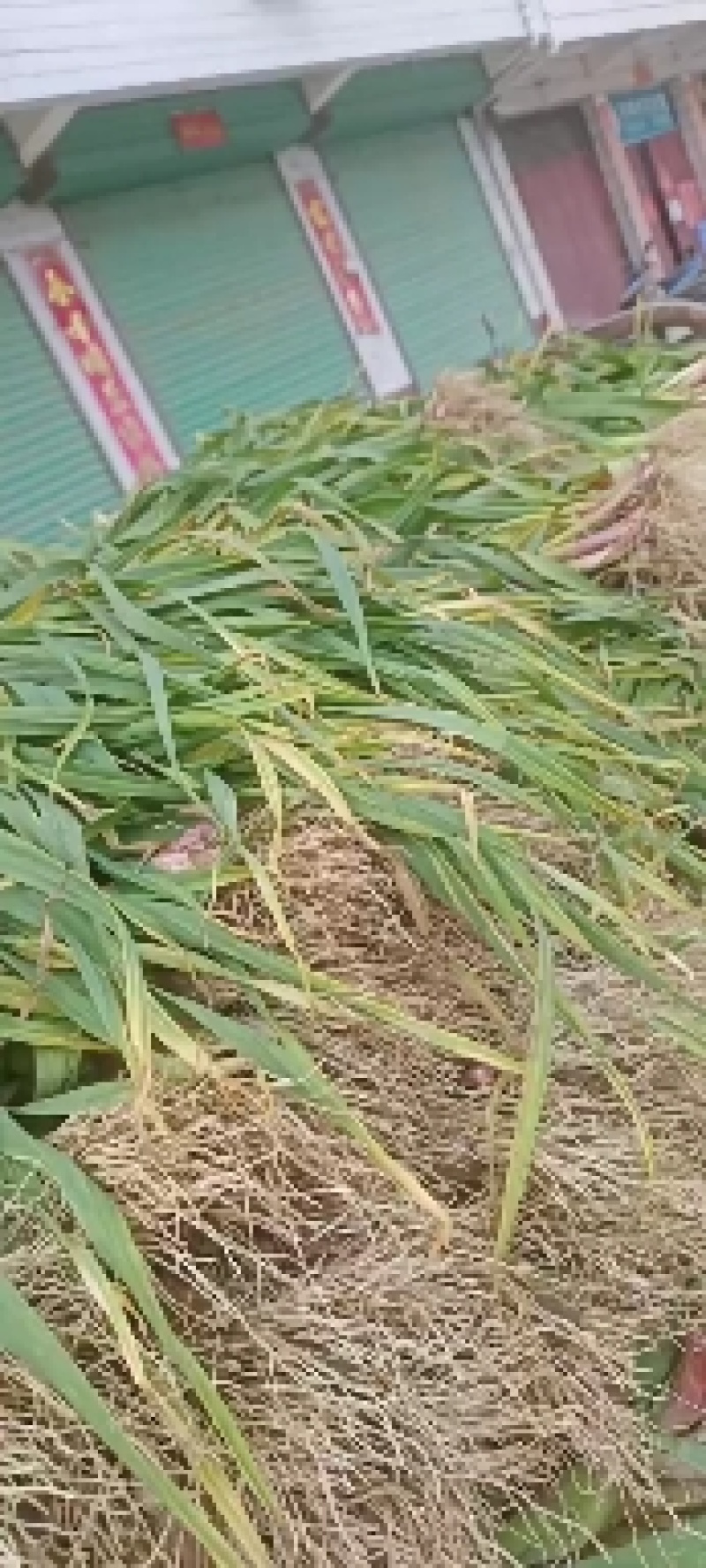 陕西汉中洋县蒜苗大量上质量有保障有需要的朋友请和我联系