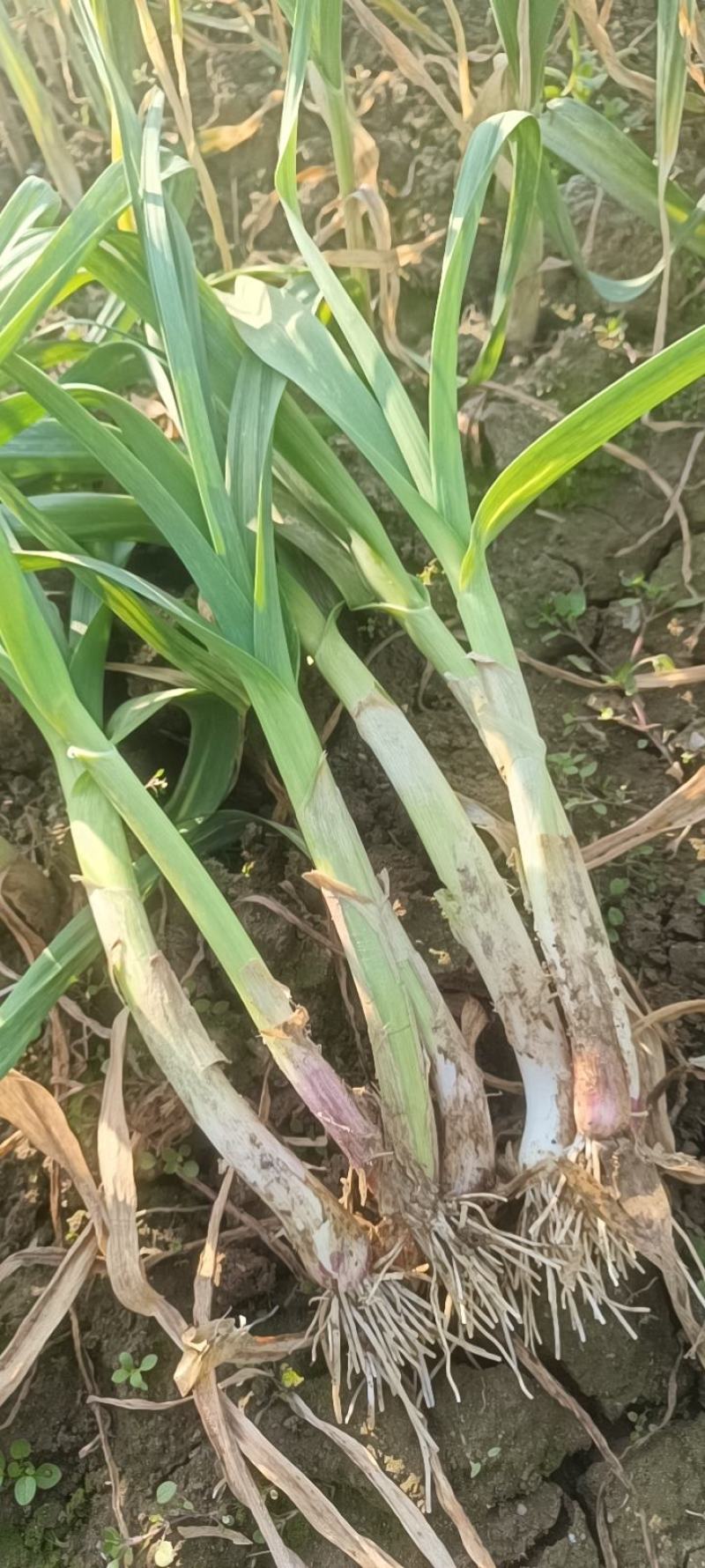 陕西汉中洋县蒜苗大量上质量有保障有需要的朋友请和我联系