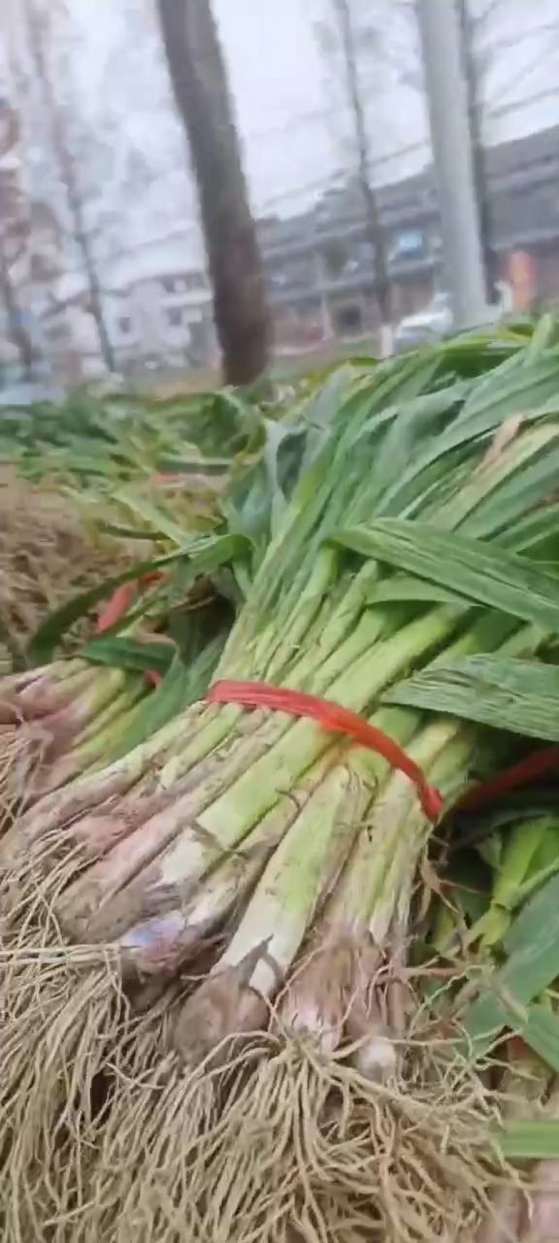 陕西汉中洋县蒜苗大量上质量有保障有需要的朋友请和我联系