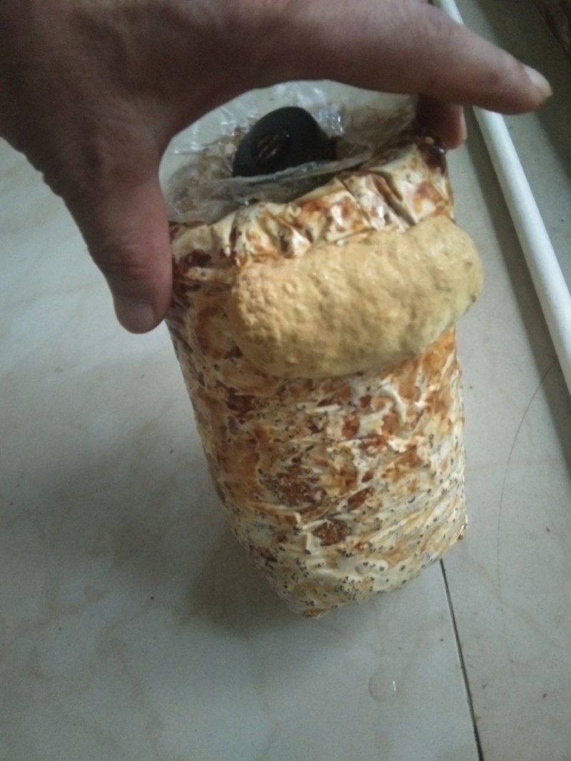 人工种植桑黄