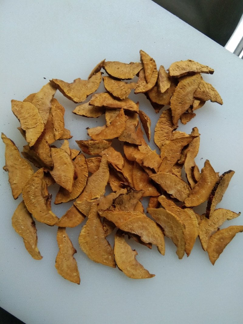 人工种植桑黄