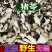猪苓河北省保定市安国