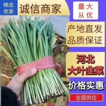 【推荐】乐亭大叶韭菜精品韭菜大量上市，货源充足品质优良